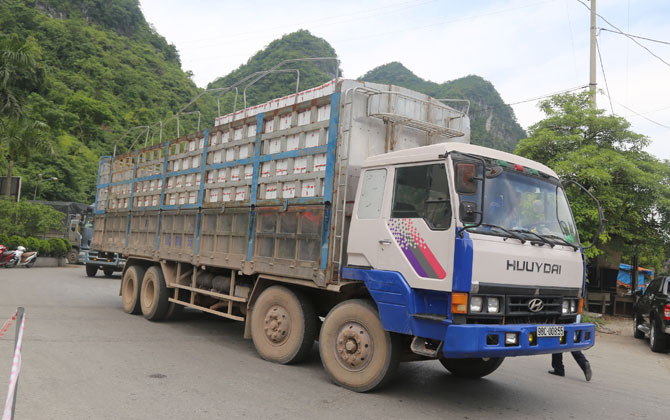 Việt Nam xuất khẩu quả vải sang nhiều thị trường