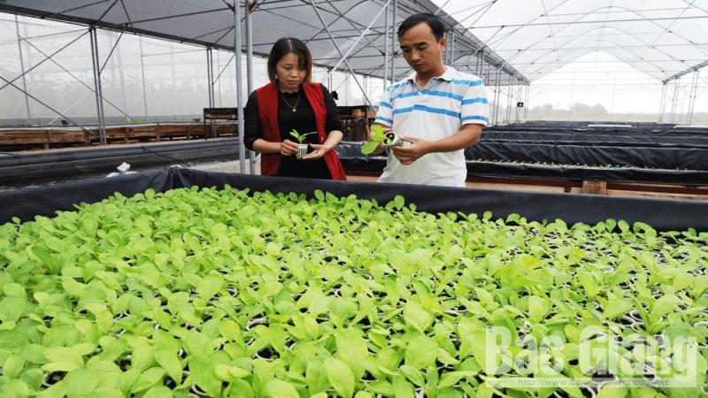 Nông dân 4.0 trên đồng đất Hiệp Hòa