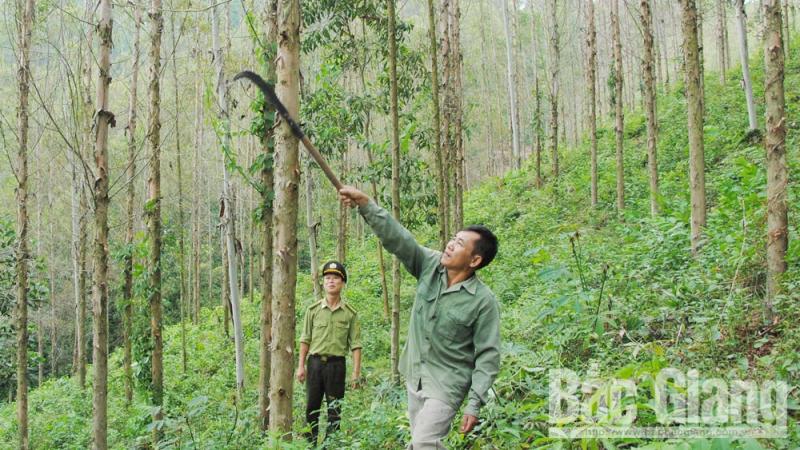 Để trồng rừng kinh tế hiệu quả