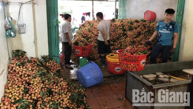 Bắc Giang, giá vải thiều sớm tăng cao, dao động từ 40-60 nghìn đồng/kg