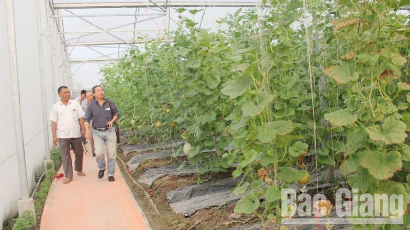 Nhân rộng mô hình sản xuất tiên tiến, giảm phụ thuộc vào thời tiết