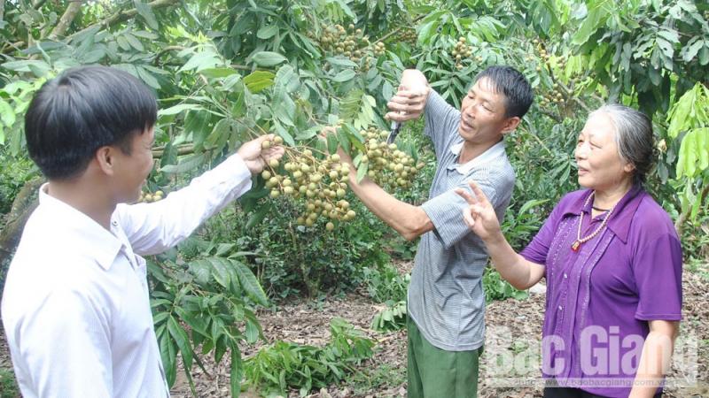 Chương trình OCOP tại Lục Nam: Chú trọng xúc tiến thương mại