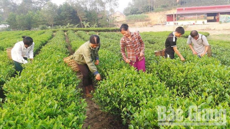 Sản xuất nông nghiệp hữu cơ – Hướng đi tất yếu