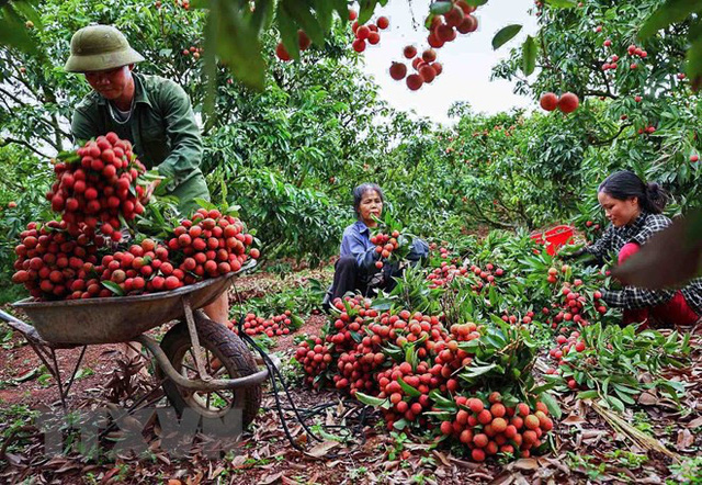 Điều chỉnh Quy hoạch sử dụng đất đến năm 2020 của huyện Lục Ngạn