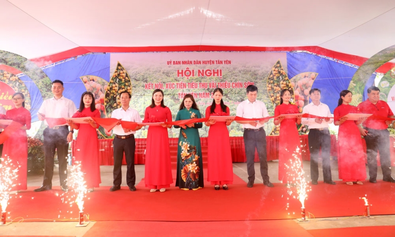 Đẩy mạnh xúc tiến tiêu thụ vải thiều sớm Tân Yên
